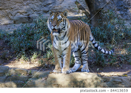 多摩動物公園阿穆爾虎 84413659