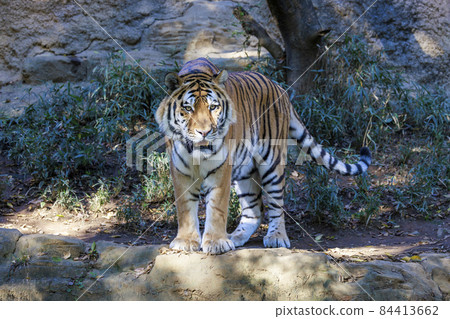 Tama Zoological Park Amur Tiger Tama Zoological Park Amur Tiger 84413662