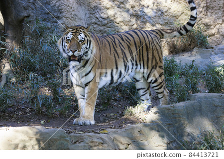 多摩動物公園阿穆爾虎 84413721