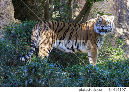 Tama Zoological Park Amur Tiger Tama Zoological Park Amur Tiger 84414197