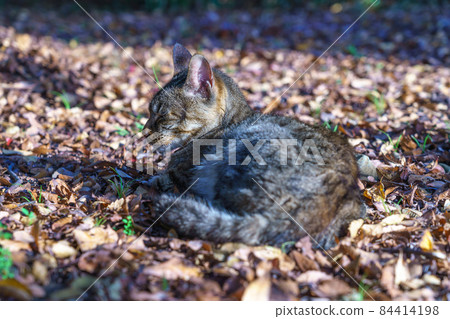 A stray cat taking a nap on a fallen leaf bed A stray cat taking a nap on a fallen leaf bed 84414198