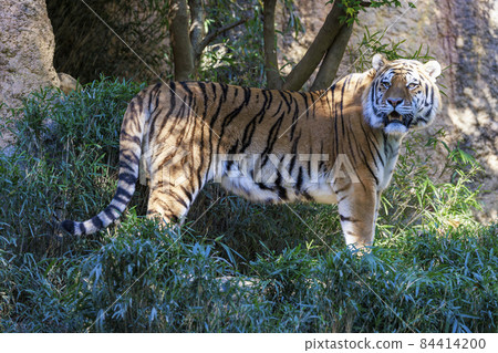 多摩動物公園阿穆爾虎 多摩動物公園阿穆爾虎 84414200