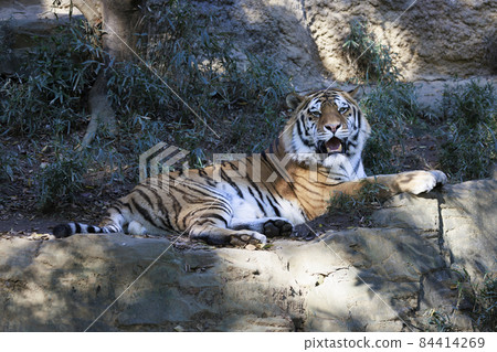Tama Zoological Park Amur Tiger 84414269