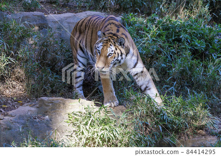 多摩動物公園阿穆爾虎 多摩動物公園阿穆爾虎 84414295