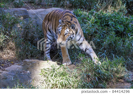 多摩動物公園阿穆爾虎 多摩動物公園阿穆爾虎 84414296