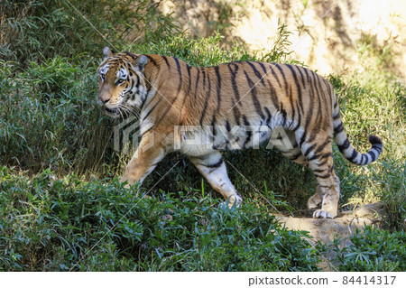 多摩動物公園阿穆爾虎 多摩動物公園阿穆爾虎 84414317
