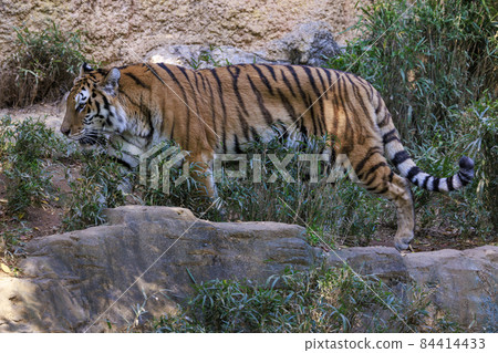 多摩動物公園阿穆爾虎 84414433