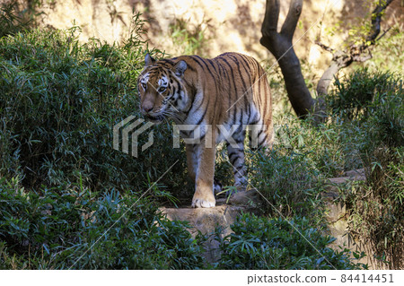 Tama Zoological Park Amur Tiger 84414451