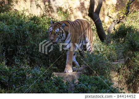Tama Zoological Park Amur Tiger 84414452