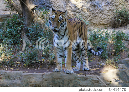 多摩動物公園阿穆爾虎 多摩動物公園阿穆爾虎 84414478