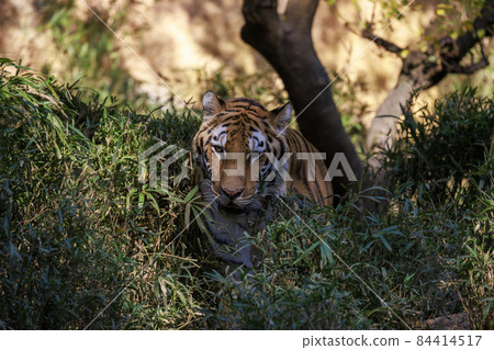Tama Zoological Park Amur Tiger 84414517