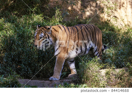 多摩動物公園阿穆爾虎 多摩動物公園阿穆爾虎 84414688