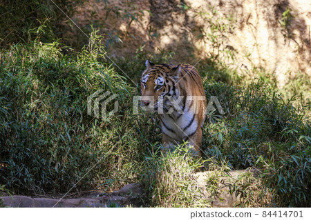 多摩動物公園阿穆爾虎 84414701