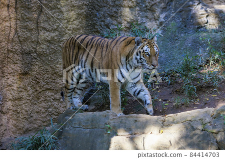 多摩動物公園阿穆爾虎 多摩動物公園阿穆爾虎 84414703