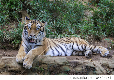 Tama Zoological Park Amur Tiger Tama Zoological Park Amur Tiger 84414761