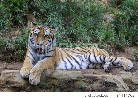 Tama Zoological Park Amur Tiger Tama Zoological Park Amur Tiger 84414762