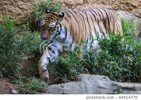 Tama Zoological Park Amur Tiger 84414770