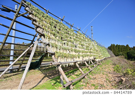 日本蘿蔔toba 日本蘿蔔toba 84414789