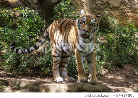 Tama Zoological Park Amur Tiger 84414803