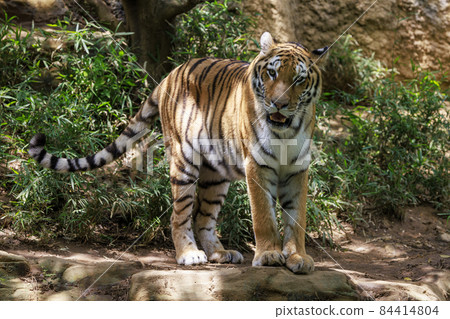 Tama Zoological Park Amur Tiger Tama Zoological Park Amur Tiger 84414804