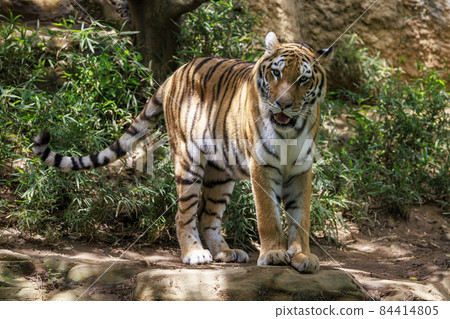 Tama Zoological Park Amur Tiger 84414805
