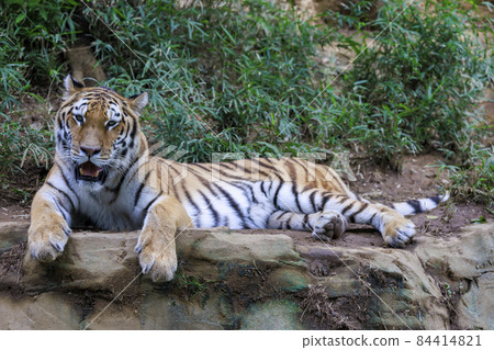 Tama Zoological Park Amur Tiger Tama Zoological Park Amur Tiger 84414821