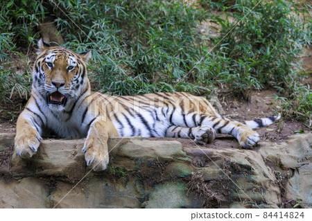 多摩動物公園阿穆爾虎 84414824