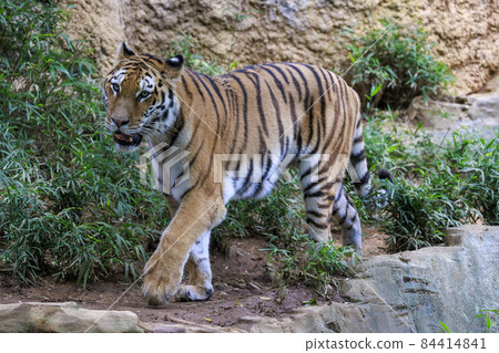 Tama Zoological Park Amur Tiger Tama Zoological Park Amur Tiger 84414841