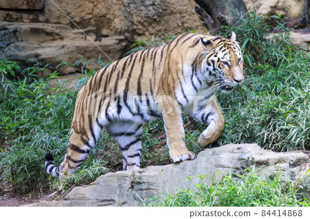 Tama Zoological Park Amur Tiger 84414868