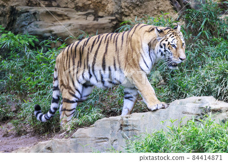 Tama Zoological Park Amur Tiger 84414871