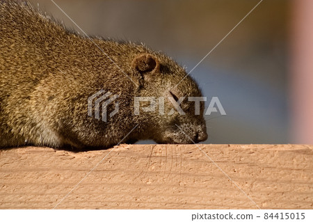 Thai one squirrel nap 84415015