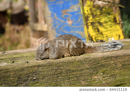 Thai one squirrel nap 84415119