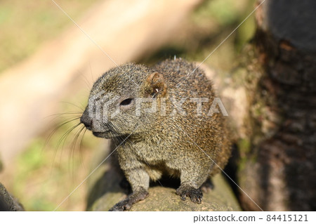 Nihilistic Thai One Squirrel 84415121