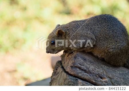 Aiming Thai One Squirrel 84415122