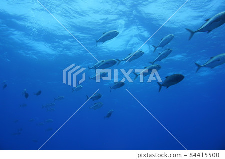 金槍魚部落 金槍魚部落 84415500