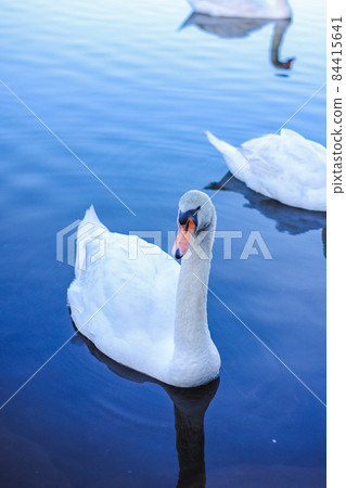 一群美麗的天鵝在湖中游泳 84415641