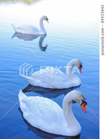 一群美麗的天鵝在湖中游泳 84415642