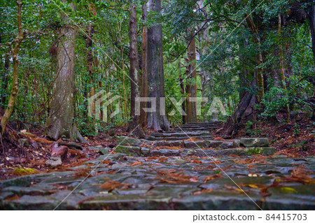 Kumano Kodo in Wakayama Kumano Kodo in Wakayama 84415703