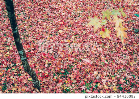 (Kyoto) Carpet of scattered maple leaves at Enkoji Temple 84416092