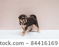 black brown puppy dog is walking, sniffing, surveying on white floor iwith copy space 84416169