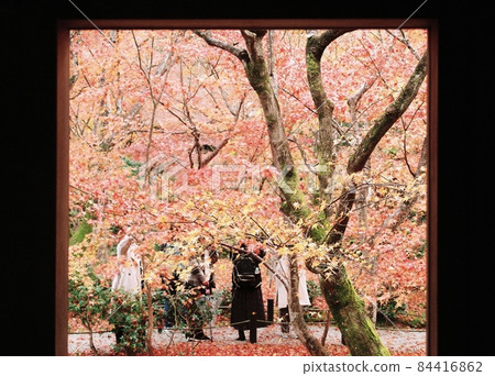 （京都）圓光寺的紅葉 84416862