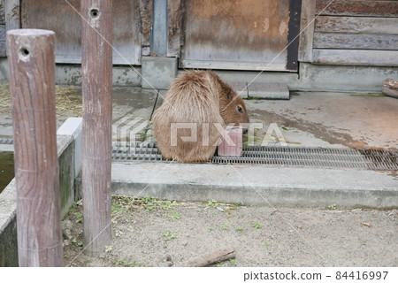 Capybara to see a glimpse 84416997