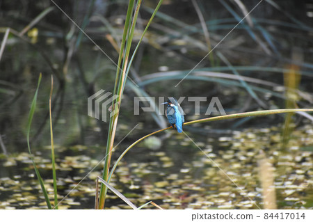 Kingfisher that came to the autumn park 84417014