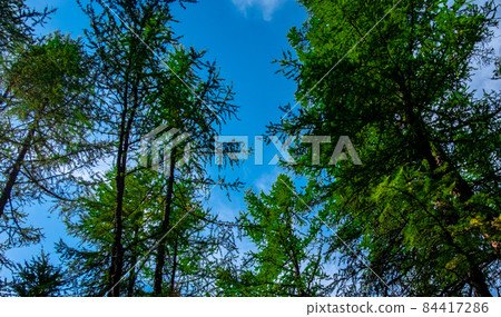 View of the blue sky through the branches of a coniferous forest in the Altai Republic. View of the blue sky through the branches of a coniferous forest in the Altai Republic. 84417286