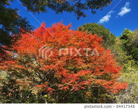 Autumn leaves in Rakan no Sato: Autumn leaves in Rakan Valley 84417348