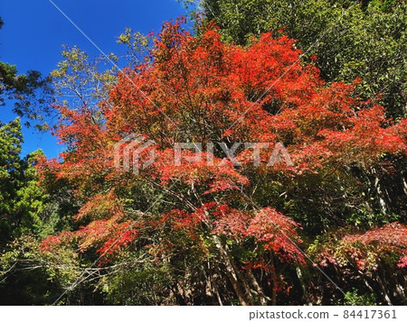 Autumn leaves in Rakan no Sato: Autumn leaves in Rakan Valley 84417361