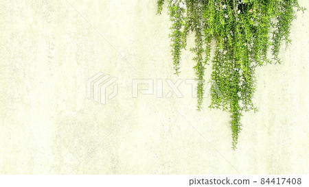 Background image of flowering rosemary hanging from the wide concrete wall of pale yellow 84417408