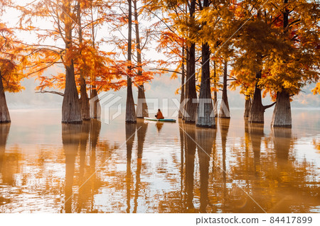 Woman meditation on stand up paddle board at lake with autumnal Taxodium trees and morning light Woman meditation on stand up paddle board at lake with autumnal Taxodium trees and morning light 84417899
