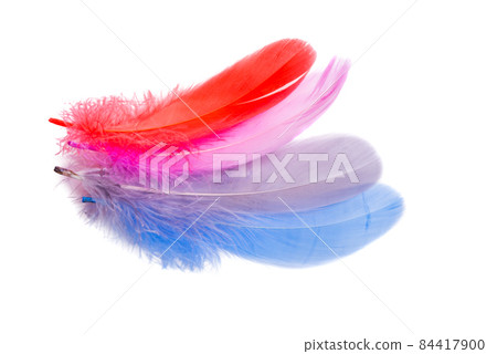 colored feathers isolated colored feathers isolated 84417900