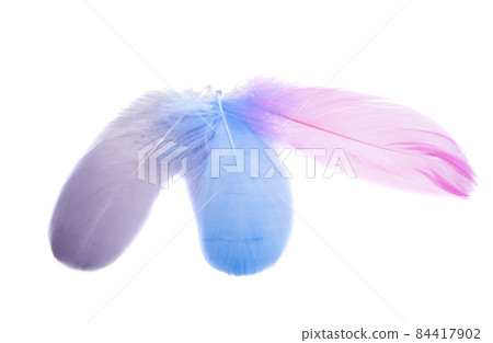 colored feathers isolated colored feathers isolated 84417902